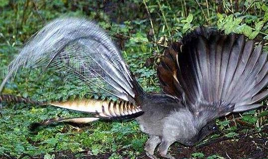 世界上最神奇的鳥 琴鳥能模仿一切聲音(還會學人叫)