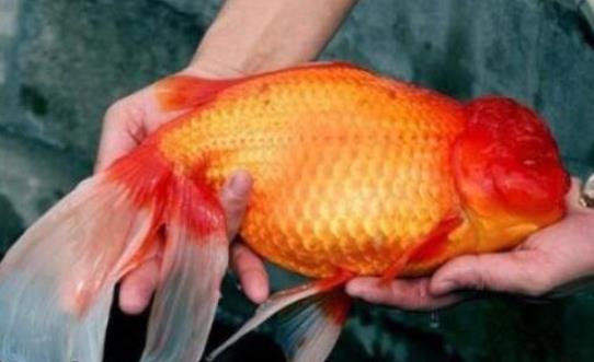世界上最大的金魚 法國南部湖泊驚現(xiàn)27斤巨型金魚