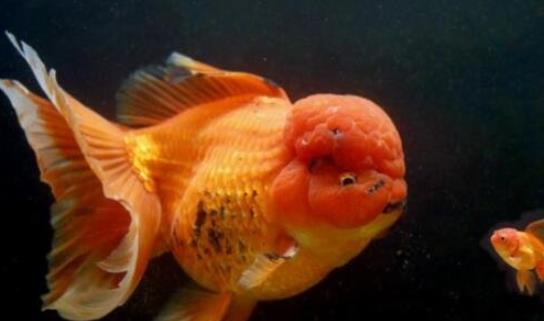 世界上最大的金魚 法國南部湖泊驚現(xiàn)27斤巨型金魚
