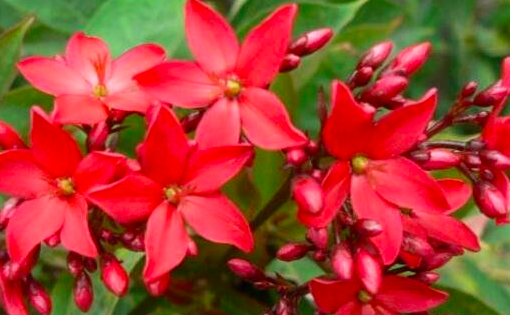 世界上花期最長的花 日日櫻 一年四季都可以開花供人欣賞
