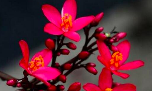 世界上花期最長的花 日日櫻 一年四季都可以開花供人欣賞