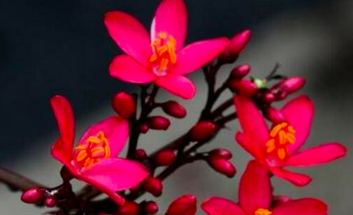 世界上花期最長的花 日日櫻 一年四季都可以開花供人欣賞