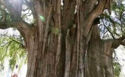 世界上最粗的樹(shù)是什么樹(shù) 百騎大栗樹(shù)直徑17.5米 周長(zhǎng)55米