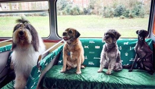 世界首輛狗狗觀光巴士 英國K9號可以帶愛犬去旅游
