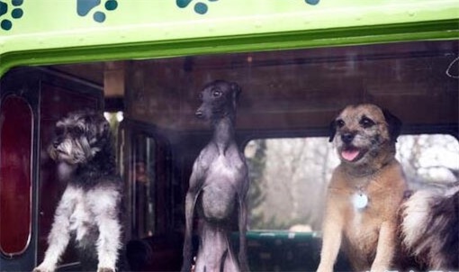 世界首輛狗狗觀光巴士 英國K9號可以帶愛犬去旅游