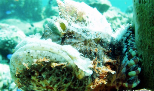 世界上最毒的魚 毒鲉被列為“世界十大毒王”之一,
