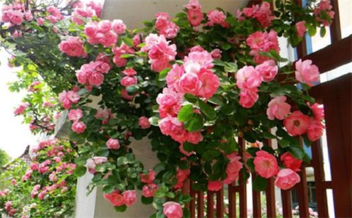 世界最大的薔薇 美國的亞利桑那州薔薇樹干直徑有1.41米