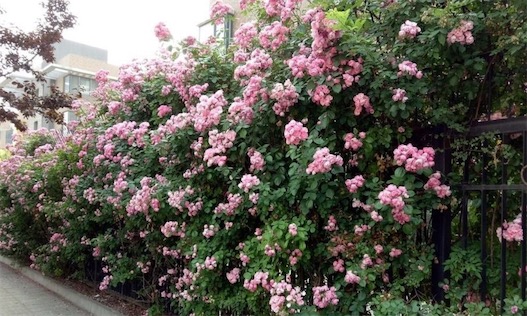 世界最大的薔薇 美國的亞利桑那州薔薇樹干直徑有1.41米