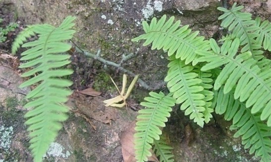 最大的蕨類植物 灰白水龍骨可以長到18.29米高