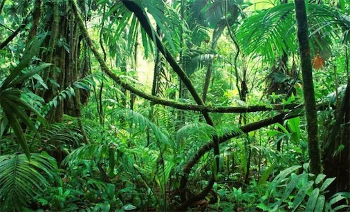 世界最大的森林 亞馬遜熱帶雨林占地550萬平方公里
