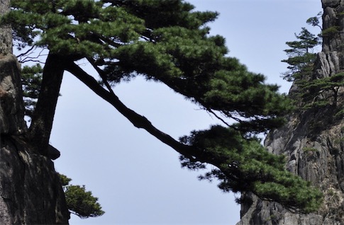 最不怕火燒的樹木 海松特別耐高溫