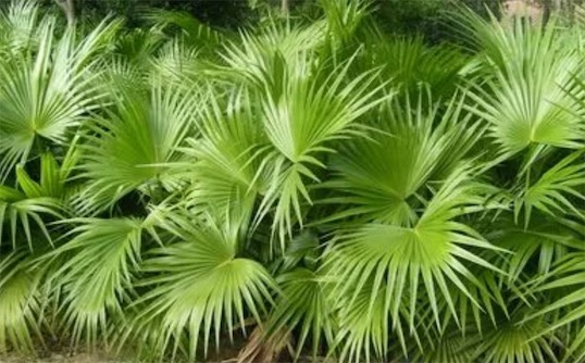 花序最大的木本植物 巨掌棕櫚花序高達14米