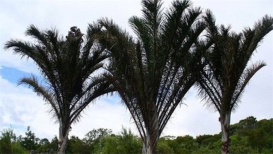 花序最大的木本植物 巨掌棕櫚花序高達14米