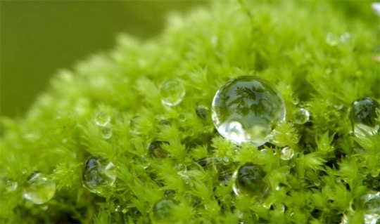 吸水能力最強(qiáng)的植物 泥炭蘚能吸收是自身體重的10〜25倍的水份