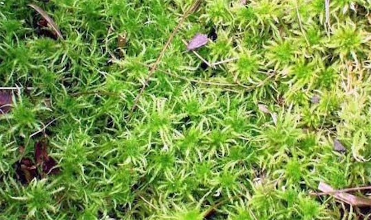 吸水能力最強(qiáng)的植物 泥炭蘚能吸收是自身體重的10〜25倍的水份