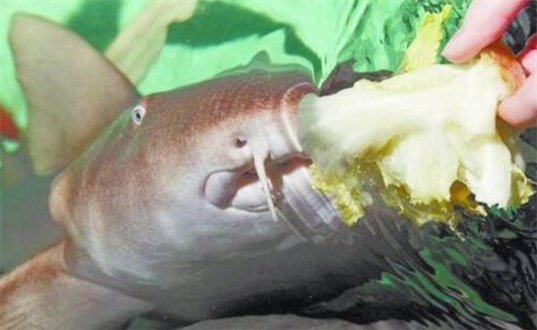 最可愛(ài)的鯊魚 護(hù)士鯊性格溫順