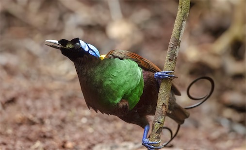 世界上最美的鳥 威氏極樂鳥的美全世界公認(rèn)