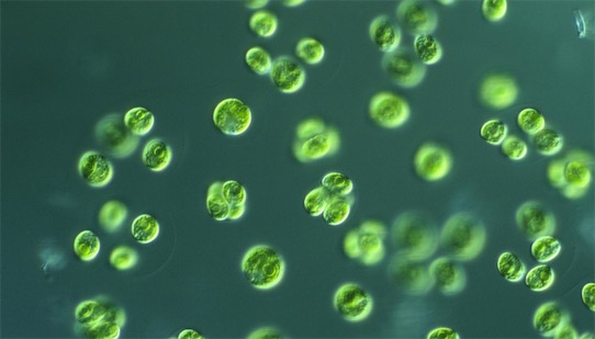 含蛋白質(zhì)最多的植物 小球藻含蛋白質(zhì)50%