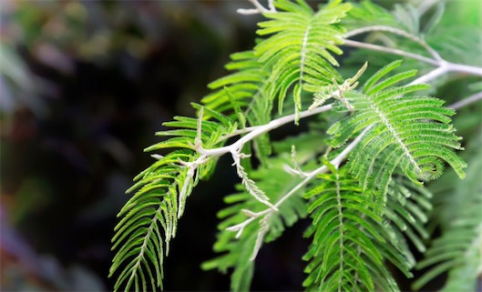 感覺最敏銳的植物 含羞草如遇到觸碰會(huì)立即合攏起來(lái)