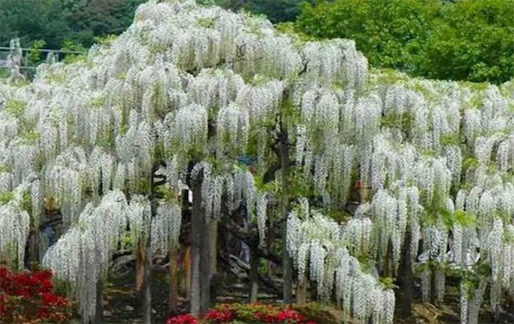 陸地上最長(zhǎng)的植物 白藤可達(dá)400—500米