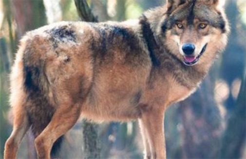 現(xiàn)存最大的犬科動(dòng)物 灰狼身長可達(dá)2.5米