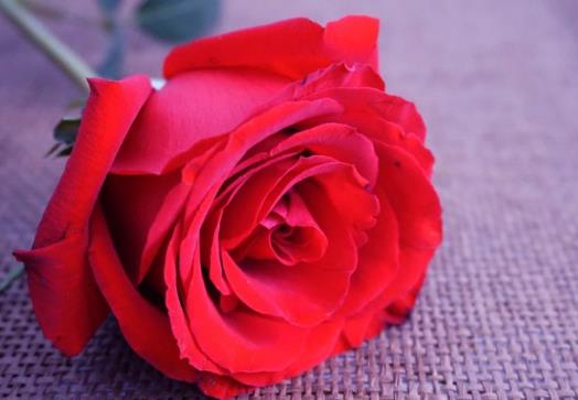 玫瑰花語:玫瑰花數(shù)量代表什么含義 玫瑰花語顏色代表什么寓意