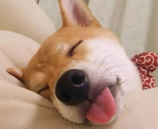 微信頭像用動物的人是什么性格的人?微信頭像用自己的照片好嗎?