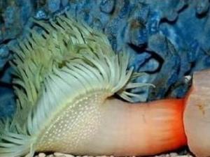 ?震驚，這是什么海洋生物長(zhǎng)得如此有型？求鑒定