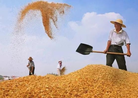 糧食補(bǔ)貼卡是發(fā)到哪個(gè)銀行卡上?2021年的糧食補(bǔ)貼是多少
