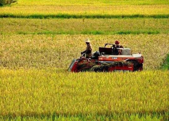 2021年農(nóng)田補貼在哪個部門去查詢?2021年的土地補貼下來了嗎