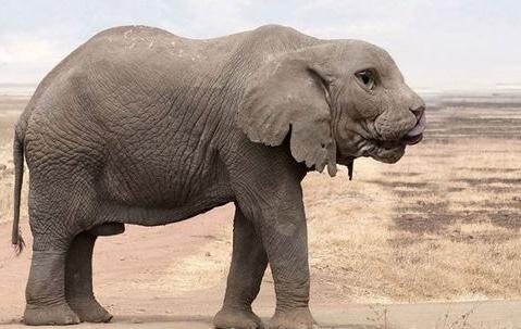 獅子頭大象