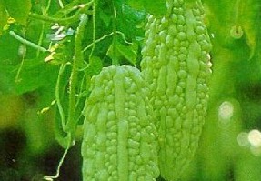 痱子怎么治？苦瓜汁治療痱子的偏方