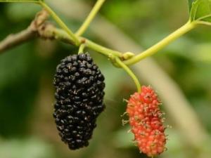 補(bǔ)腎的食物有哪些？女人日常必備四種養(yǎng)腎水果