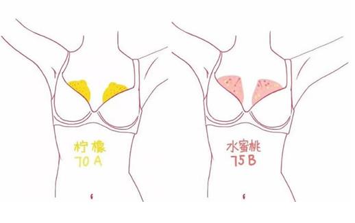 a罩杯和b罩杯相差多少厘米?A罩杯和B罩杯有什么區(qū)別?