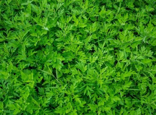 用了艾草大姨媽推遲怎么辦?為什么泡了艾草子宮會(huì)出血?