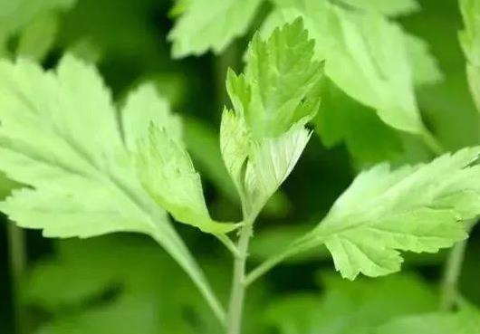 用了艾草大姨媽推遲怎么辦?為什么泡了艾草子宮會(huì)出血?