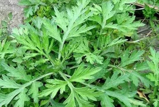 艾草泡腳后有什么排毒反應(yīng)?經(jīng)期可以用艾葉泡腳嗎?