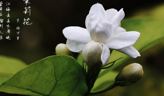 四款養(yǎng)生茶幫你暖胃養(yǎng)顏 每種花茶都有其很好的療效