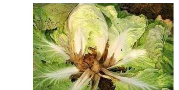 如何選擇健康食材 注意8種有毒食物