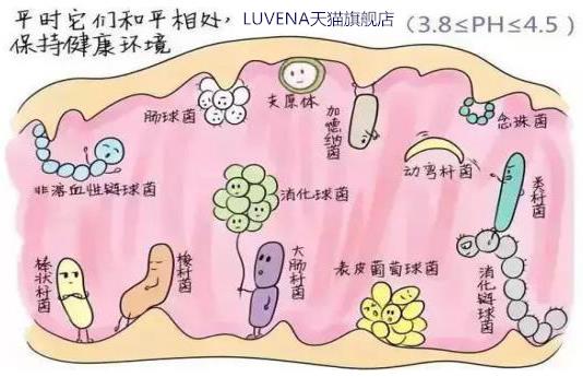 LUVENA-每天清洗私處還會癢?因為最好的細(xì)菌被洗沒了 !