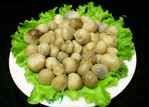 草菇的做法-草菇怎么做營養(yǎng)