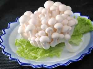 白玉菇的做法-白玉菇的營(yíng)養(yǎng)價(jià)值