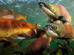 大馬哈魚(yú)籽怎么吃？大馬哈魚(yú)的做法