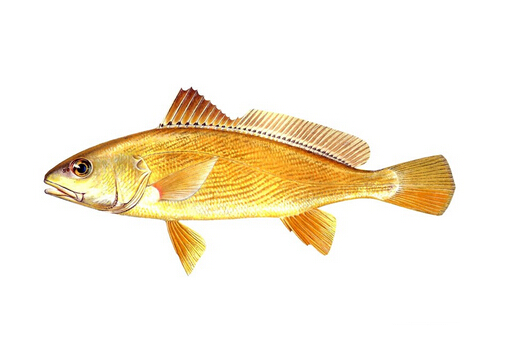 黃姑魚的營(yíng)養(yǎng)價(jià)值-黃姑魚的做法