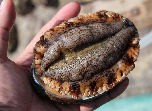 鮑魚發(fā)霉點了怎么處理?做鮑魚粥什么時間放鮑魚最好?
