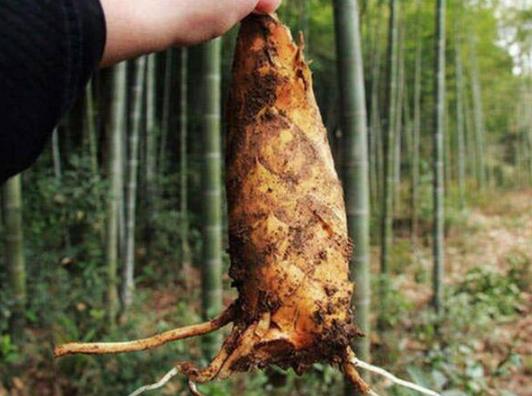 冬筍剝皮撥到哪一層?冬筍怎么去澀味