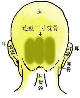 骨相圖解:連璧三寸枕骨