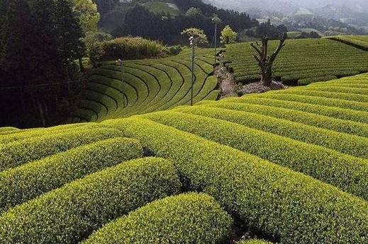什么是臺(tái)地茶?普洱臺(tái)地茶和喬木茶有什么區(qū)別?