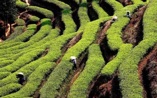 什么是臺(tái)地茶?普洱臺(tái)地茶和喬木茶有什么區(qū)別?