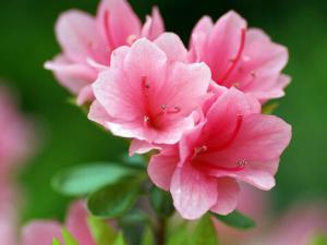 家里有孕婦能養(yǎng)杜鵑花嗎？杜鵑花的養(yǎng)殖方法